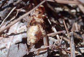 Ants Defend Cricket Dinner