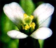 Arabidopsis flower with pollen tubes