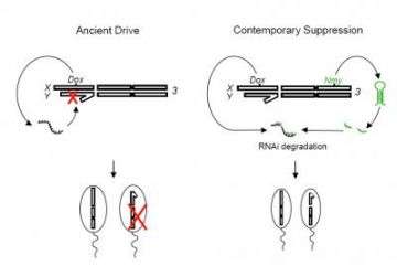 A sex-ratio meiotic drive system in Drosophila simulans
