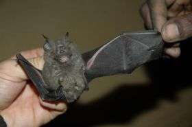 Bat Species New to Science