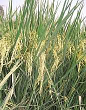 Biologists Develop Large Gene Dataset for Rice Plant