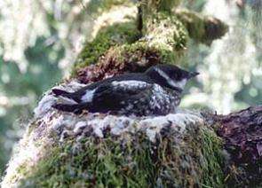 Biologists shed light on health of marbled murrelet population in early 1900s