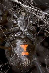 Biologists unravel the genetic secrets of black widow spider silk