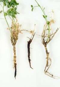 Brown root rot -- a potentially serious forage crop disease -- is found throughout the Northeast