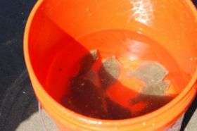 Bucket of Flounder