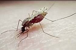 Bug-Zapper: A Dose of Radiation May Help Knock Out Malaria