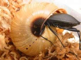 Carabid Beetle