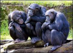 Chimpanzees found to use tools to hunt mammalian prey