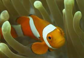 Can Nemo Find His Way Home?