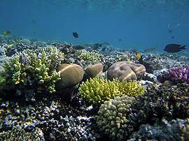CO2 hurts reef growth