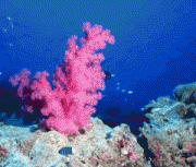 Corals -- More complex than you?