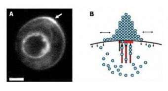 Cortical Polarity in a Yeast Cell