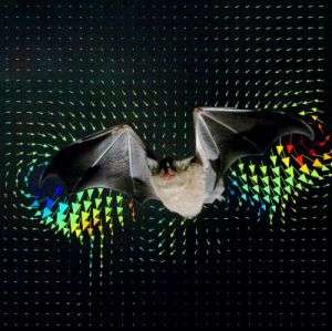 Cover of Science -- A Bat, Glossophaga soricina