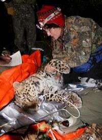 Critically endangered Amur leopard captured
