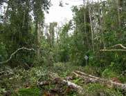'Cyclone science' shows rainforest impacts and recovery