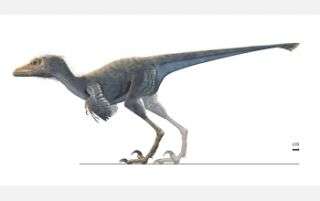Dinosaur Fossil Shows Signs of Early Flight Mechan