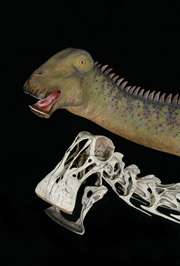 Dinosaur from Sahara ate like a 'Mesozoic cow'