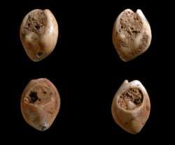 Discovery of oldest human decorations -- thought to be 82,000 years old