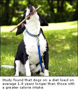 Dog study sheds new light on why dietary restriction can lead to a longer life