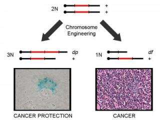 Engineering Chromosomes
