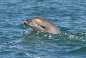 Environment shapes dolphin noises