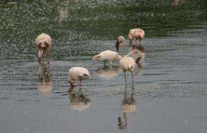 Extreme Weather Leaves Flamingos Hungry