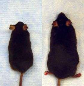 Fat / Skinny Laboratory Mice
