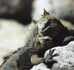 Female iguanas pay high costs to choose a mate