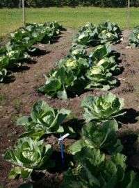 Fertilized Cabbage