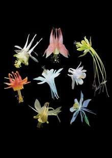 Columbine flowers develop long nectar spurs in response to pollinators