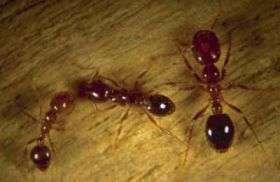 Fire ants are emerging nuisance for Virginians