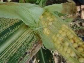 First all-African GM crop is resistant to maize streak virus