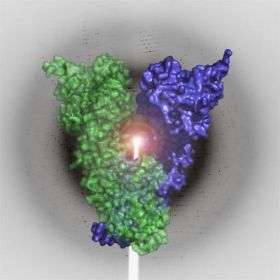 First high-res 3D structures of mammalian HSP90 protein solved