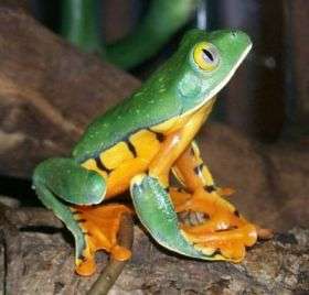 Frog study takes leaf out of nature's book