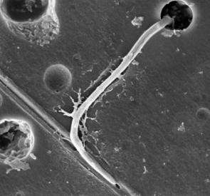 Fungi findings reveal how cell tips steer their way around