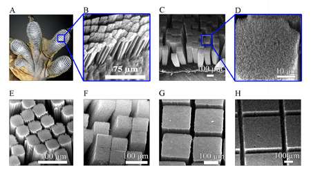 Nanotube adhesive sticks better than a gecko's foot