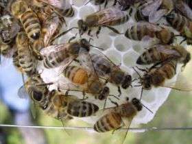 Genetic diversity in honeybee colonies boosts productivity