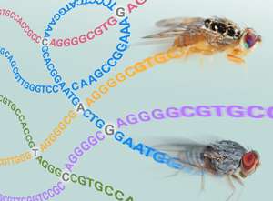 Genomic revelations from fly's family tree