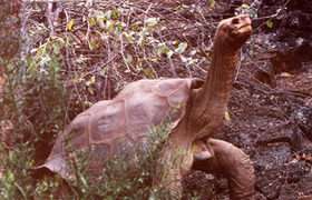 Lonesome George may not be so lonesome after all