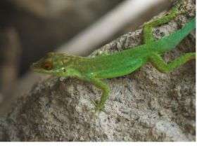 Global Survey of Lizards Reveals Greater Abundance of Animals on Islands Than on Mainland Ecosystems