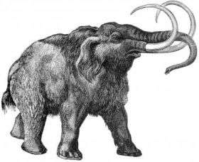 Hair Untangles Woolly Mammoth Puzzle