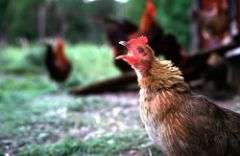 Hens change sex behaviour to outfox males