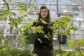 In evolutionary arms race, a bacterium is found that outwits tomato plant's defenses