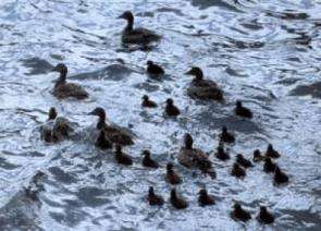 It takes a village -- Female ducks negotiate joint rearing of ducklings