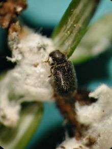 Japanese beetle may help fight hemlock-killing insect