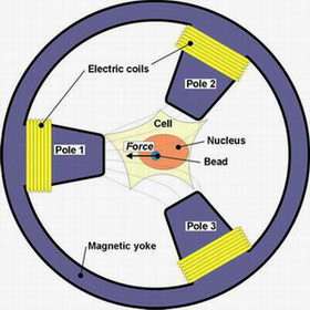 Magnetic tweezers unravel cellular mechanics