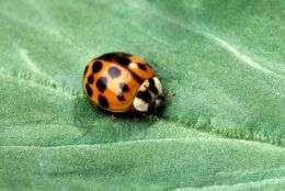 Ladybugs may be cute, but watch out when they get near wine