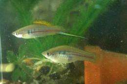 Male and female green swordtail fish