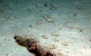 March of the Sea Cucumbers