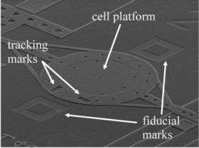 'Micro-Rack' Measures Cell Mechanical Properties